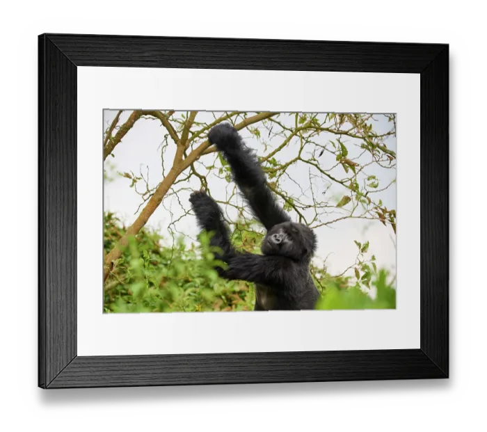Framed Print : Mountain gorilla (Gorilla beringei beringei) female grabbing a branch to break it, Volcanoes National Park, Rwanda. Endangered Framed Print : Mountain gorilla (Gorilla beringei beringei) female grabbing a branch to break it, Volcanoes National Park, Rwanda. Endangered