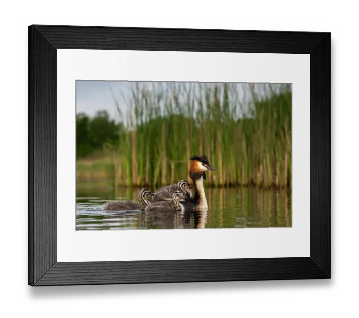 Framed Print : Great crested grebe (Podiceps cristatus) on water with chicks, Valkenhorst Nature Reserve, The Netherlands. May