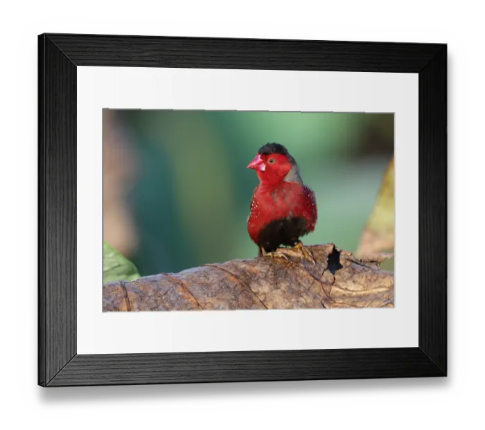 Framed Print : Crimson finch (Neochmia phaeton) male perched on a dead water lily leaf, Corroboree billabong, Northern Territory, Australia Framed Print : Crimson finch (Neochmia phaeton) male perched on a dead water lily leaf, Corroboree billabong, Northern Territory, Australia