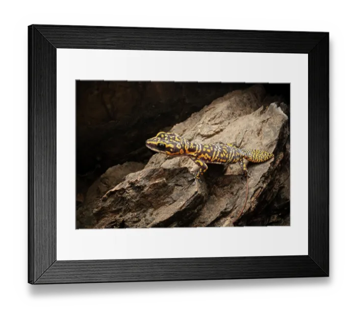 Framed Print : Marbled velvet gecko (Oedura marmorata) resting on a rock, Adelaide River Hills, Northern Territory, Australia Framed Print : Marbled velvet gecko (Oedura marmorata) resting on a rock, Adelaide River Hills, Northern Territory, Australia