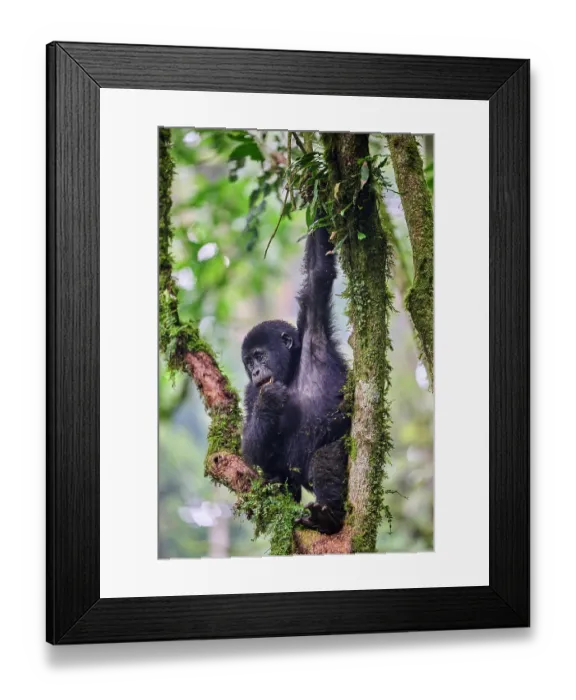Framed Print : Mountain gorilla (Gorilla beringei beringei) juvenile, climbing in a tree, Bwindi Impenetrable Forest National Park, Uganda. Endangered Framed Print : Mountain gorilla (Gorilla beringei beringei) juvenile, climbing in a tree, Bwindi Impenetrable Forest National Park, Uganda. Endangered