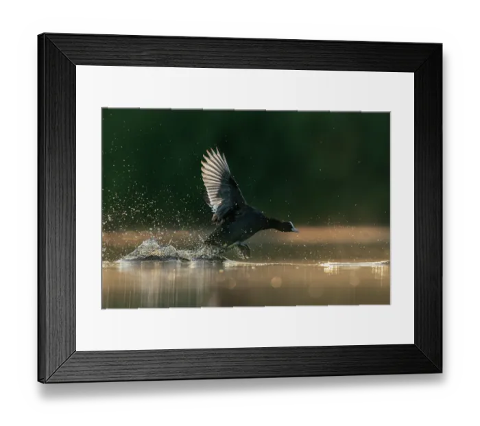 Framed Print : Coot (Fulica atra) displaying aggression in a territorial fight, Valkenhorst Nature Reserve, Valkenswaard, The Netherlands. June Framed Print : Coot (Fulica atra) displaying aggression in a territorial fight, Valkenhorst Nature Reserve, Valkenswaard, The Netherlands. June