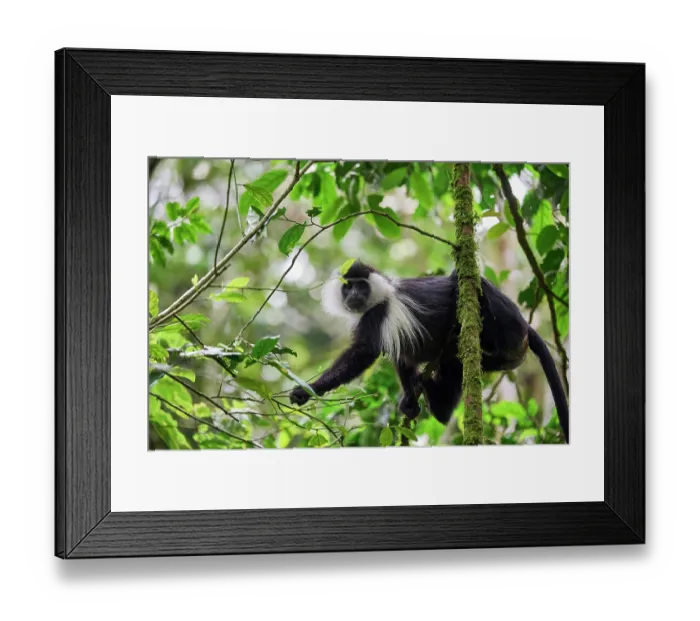 Framed Print : Cordier's Angola colobus (Colobus angolensis cordeiri) sitting in tree, Nyungwe National Park, Rwanda