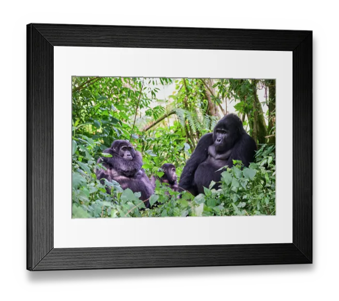 Framed Print : Mountain gorillas (Gorilla beringei beringei) family, silverback male, female and infant resting in forest, Bwindi Impenetrable Forest National Park, Uganda. Endangered