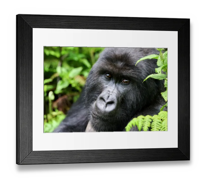Framed Print : Mountain gorilla (Gorilla beringei beringei) silverback male, head portrait. Volcanoes National Park, Rwanda. Endangered Framed Print : Mountain gorilla (Gorilla beringei beringei) silverback male, head portrait. Volcanoes National Park, Rwanda. Endangered