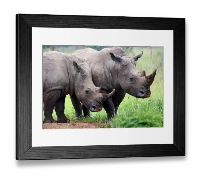 Framed Print : Two White rhinoceros (Ceratotherium simum) males, portrait, Akagera National Park, Rwanda Framed Print : Two White rhinoceros (Ceratotherium simum) males, portrait, Akagera National Park, Rwanda