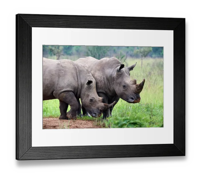 Framed Print : Two White rhinoceros (Ceratotherium simum) males, portrait, Akagera National Park, Rwanda Framed Print : Two White rhinoceros (Ceratotherium simum) males, portrait, Akagera National Park, Rwanda