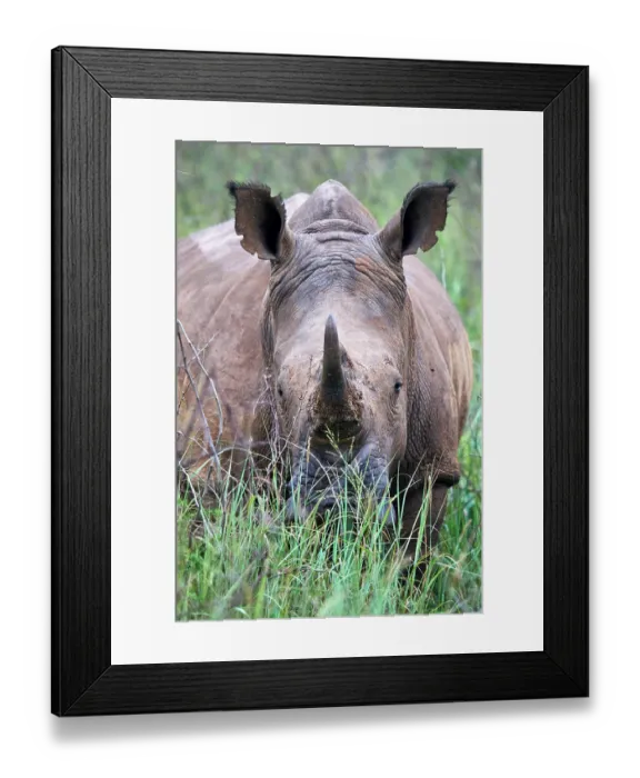 Framed Print : White rhinoceros (Ceratotherium simum) male, grazing, head portrait, Akagera National Park, Rwanda Framed Print : White rhinoceros (Ceratotherium simum) male, grazing, head portrait, Akagera National Park, Rwanda