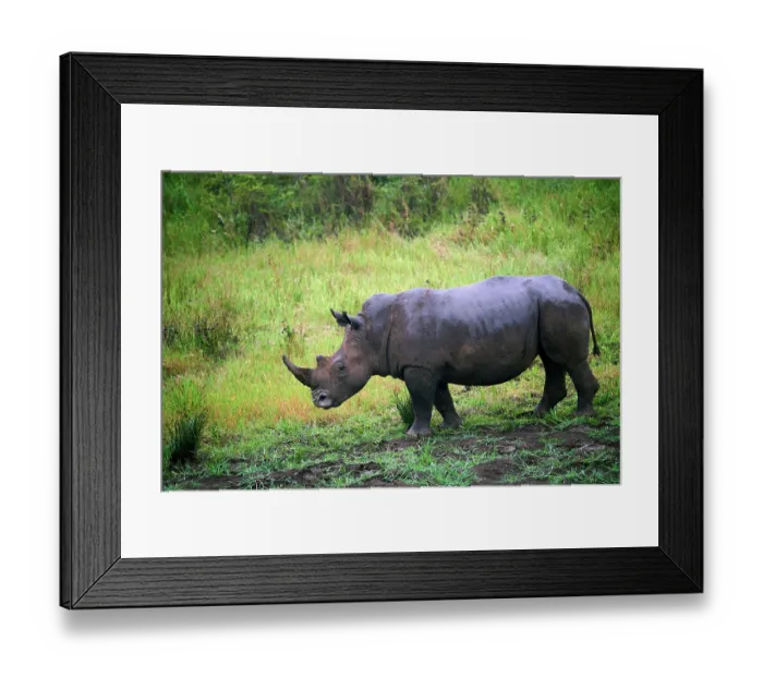 Framed Print : White rhinoceros (Ceratotherium simum) male, portrait, Akagera National Park, Rwanda Framed Print : White rhinoceros (Ceratotherium simum) male, portrait, Akagera National Park, Rwanda