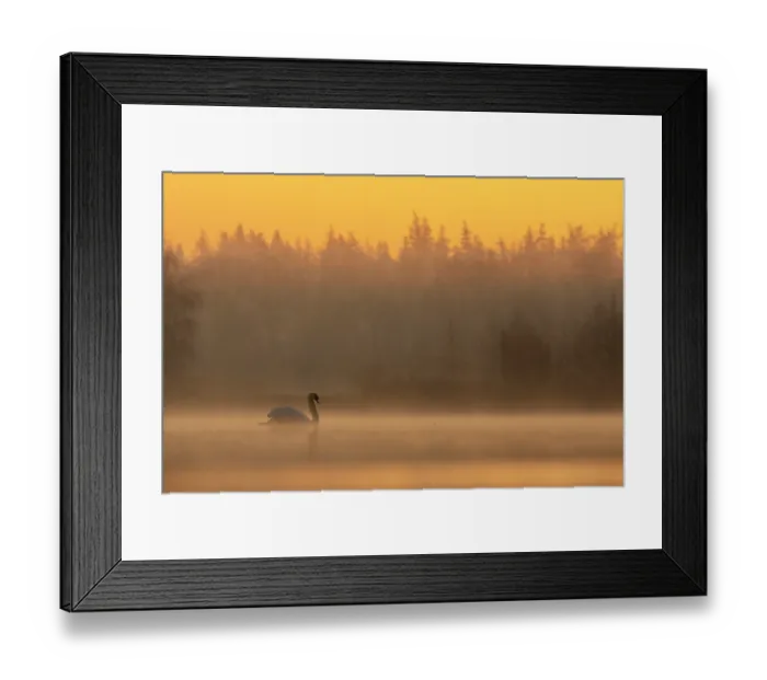 Framed Print : Mute swan (Cygnus olor) on water on a misty morning, Valkenhorst Nature Reserve, The Netherlands. February Framed Print : Mute swan (Cygnus olor) on water on a misty morning, Valkenhorst Nature Reserve, The Netherlands. February