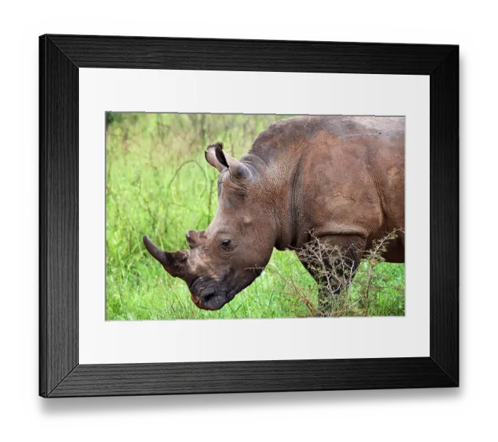 Framed Print : White rhinoceros (Ceratotherium simum) male, portrait, Akagera National Park, Rwanda Framed Print : White rhinoceros (Ceratotherium simum) male, portrait, Akagera National Park, Rwanda
