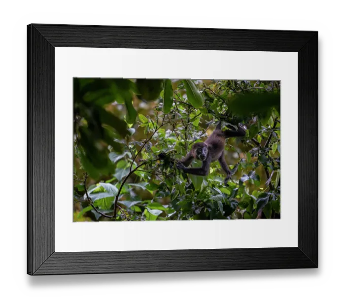 Framed Print : Central American spider monkey (Ateles geoffroyi) juvenile, foraging in tree top, Curu, Costa Rica. Endangered Framed Print : Central American spider monkey (Ateles geoffroyi) juvenile, foraging in tree top, Curu, Costa Rica. Endangered