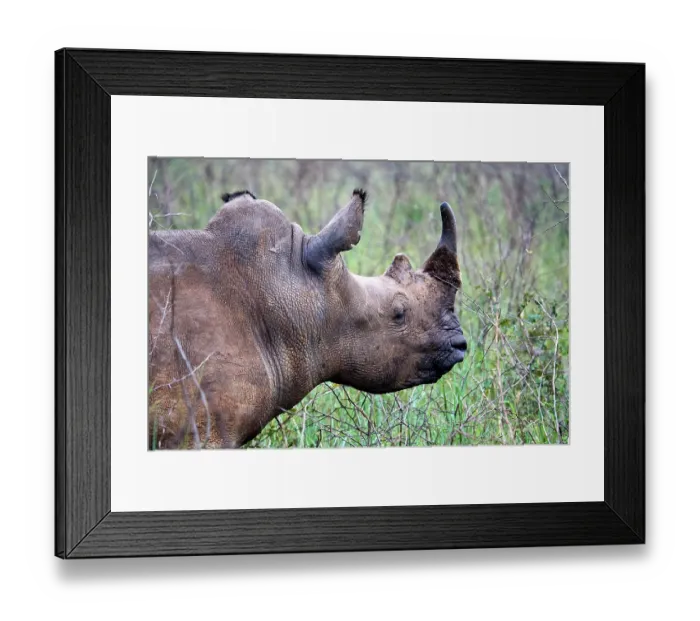 Framed Print : White rhinoceros (Ceratotherium simum) male, head portrait, Akagera National Park, Rwanda Framed Print : White rhinoceros (Ceratotherium simum) male, head portrait, Akagera National Park, Rwanda