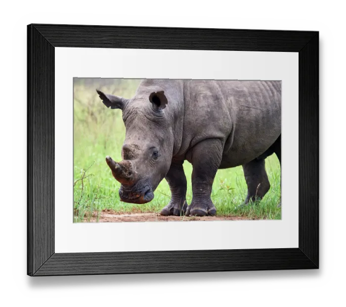 Framed Print : White rhinoceros (Ceratotherium simum) male, portrait, Akagera National Park, Rwanda Framed Print : White rhinoceros (Ceratotherium simum) male, portrait, Akagera National Park, Rwanda