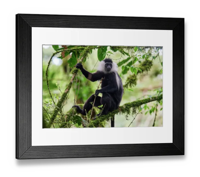 Framed Print : Cordier's Angola colobus (Colobus angolensis cordeiri) sitting in tree, Nyungwe National Park, Rwanda Framed Print : Cordier's Angola colobus (Colobus angolensis cordeiri) sitting in tree, Nyungwe National Park, Rwanda