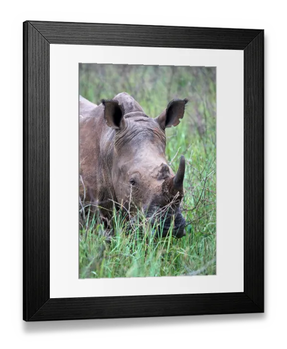 Framed Print : White rhinoceros (Ceratotherium simum) male, grazing, head portrait, Akagera National Park, Rwanda Framed Print : White rhinoceros (Ceratotherium simum) male, grazing, head portrait, Akagera National Park, Rwanda
