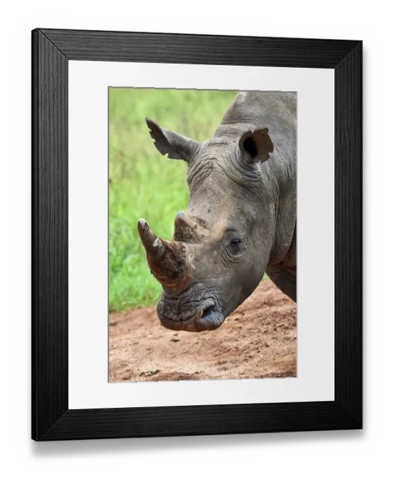 Framed Print : White rhinoceros (Ceratotherium simum) male, head portrait, Akagera National Park, Rwanda Framed Print : White rhinoceros (Ceratotherium simum) male, head portrait, Akagera National Park, Rwanda