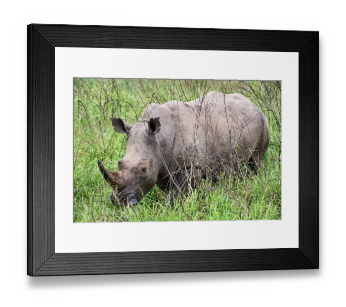 Framed Print : White rhinoceros (Ceratotherium simum) male, portrait, Akagera National Park, Rwanda Framed Print : White rhinoceros (Ceratotherium simum) male, portrait, Akagera National Park, Rwanda