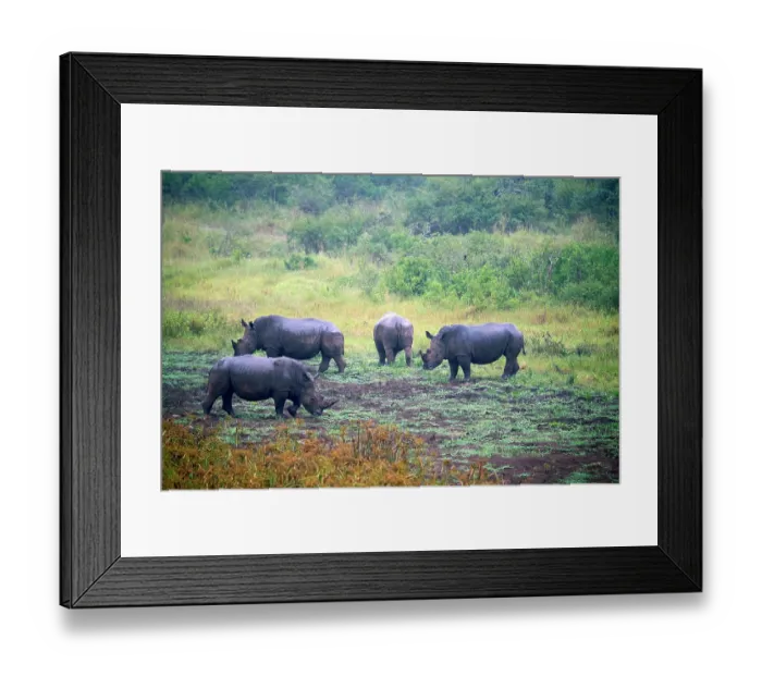 Framed Print : Four White rhinoceros (Ceratotherium simum) males, grazing, Akagera National Park, Rwanda Framed Print : Four White rhinoceros (Ceratotherium simum) males, grazing, Akagera National Park, Rwanda