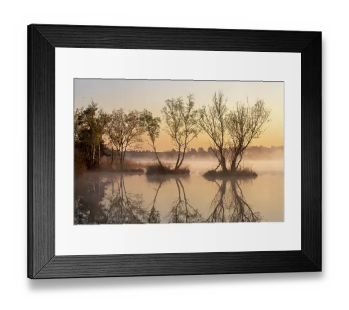 Framed Print : Fen landscape on a misty morning with reflections of backlit trees, Valkenhorst Nature Reserve, Valkenswaard, The Netherlands. April, 2023