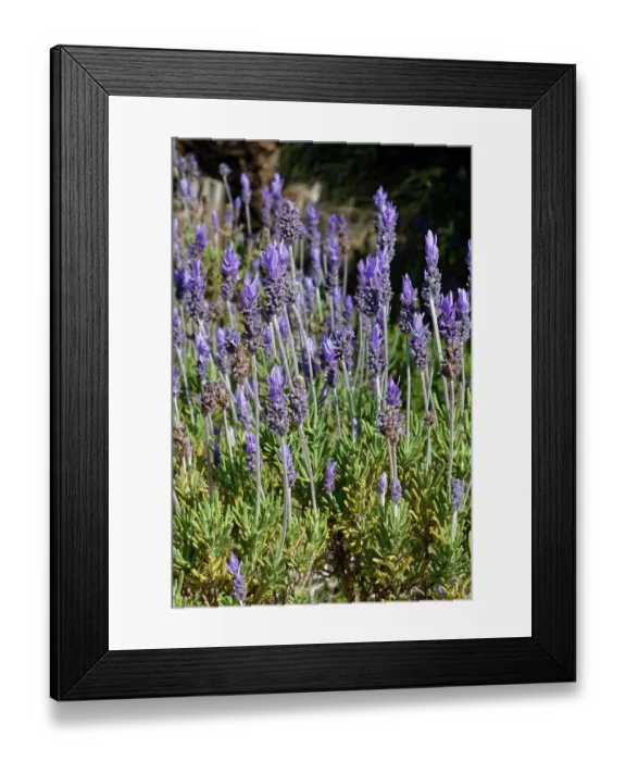Framed Print : Fringed / French lavender (Lavandula dentata) in flower, Cabo de Gata-Nijar Natural Park, Almeria, Spain. March Framed Print : Fringed / French lavender (Lavandula dentata) in flower, Cabo de Gata-Nijar Natural Park, Almeria, Spain. March