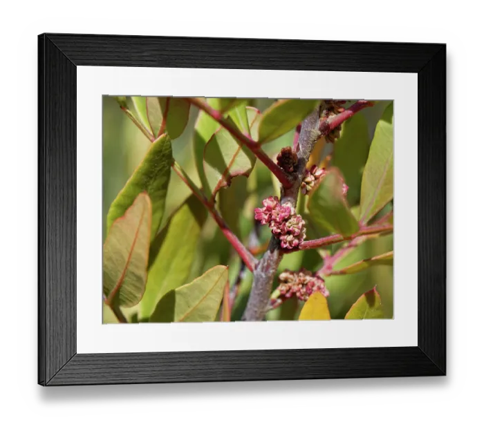 Framed Print : Mastic tree (Pistacia lentiscus) flowering, Cabo de Gata-Nijar Natural Park, Almeria, Spain. March Framed Print : Mastic tree (Pistacia lentiscus) flowering, Cabo de Gata-Nijar Natural Park, Almeria, Spain. March
