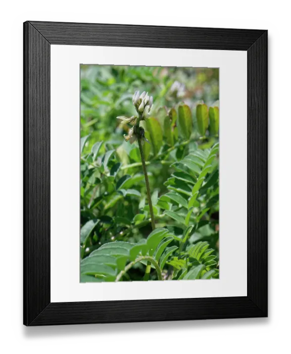 Framed Print : Milkvetch (Astragalus edulis) in flower, El Arbadinal Botanic Gardens, Rodalquilar, Cabo de Gata-Nijar Natural Park, Almeria, Spain. March. Endangered