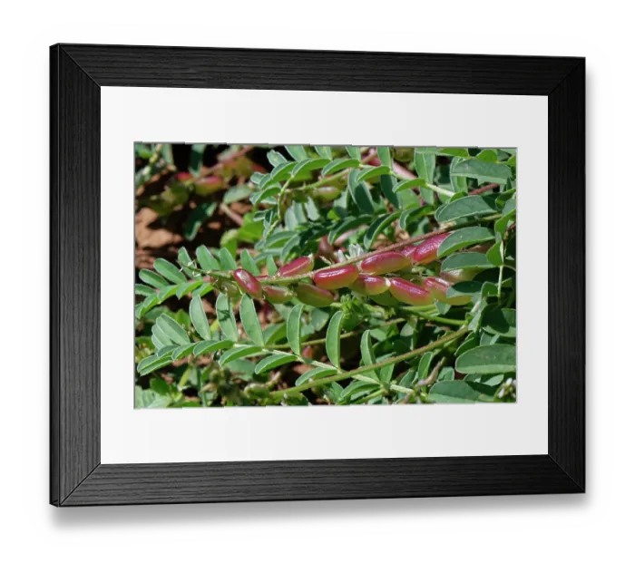 Framed Print : Milkvetch (Astragalus edulis) with seed pods, El Arbadinal Botanic Gardens, Rodalquilar, Cabo de Gata-Nijar Natural Park, Almeria, Spain. March. Endangered Framed Print : Milkvetch (Astragalus edulis) with seed pods, El Arbadinal Botanic Gardens, Rodalquilar, Cabo de Gata-Nijar Natural Park, Almeria, Spain. March. Endangered