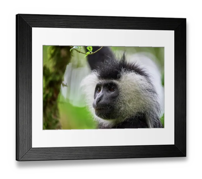 Framed Print : Cordier's Angola colobus (Colobus angolensis cordeiri) in tree, head portrait, Nyungwe National Park, Rwanda Framed Print : Cordier's Angola colobus (Colobus angolensis cordeiri) in tree, head portrait, Nyungwe National Park, Rwanda