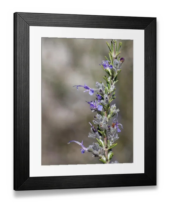 Framed Print : Moroccan salvia (Salvia jordanii) flowering, Cabo de Gata-Nijar Natural Park, Almeria, Spain. March
