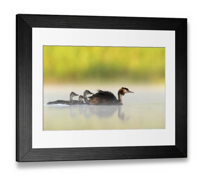 Framed Print : RF - Great crested grebe (Podiceps cristatus) on water with chicks at dawn, Valkenhorst Nature Reserve, The Netherlands. May Framed Print : RF - Great crested grebe (Podiceps cristatus) on water with chicks at dawn, Valkenhorst Nature Reserve, The Netherlands. May