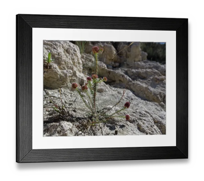 Framed Print : Montpelier coris (Coris monspeliensis syrtica) with spiny red calyxes, flowering on limestone rock face, Yesos de Sorbas Natural Area, Almeria, Spain. March Framed Print : Montpelier coris (Coris monspeliensis syrtica) with spiny red calyxes, flowering on limestone rock face, Yesos de Sorbas Natural Area, Almeria, Spain. March