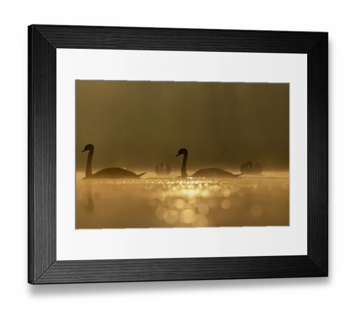 Framed Print : RF - Mute swans (Cygnus olor) pair approaching two other swans in foreground in a territorial dispute, backlit in morning sunlight, Valkenhorst Nature Reserve, The Netherlands Framed Print : RF - Mute swans (Cygnus olor) pair approaching two other swans in foreground in a territorial dispute, backlit in morning sunlight, Valkenhorst Nature Reserve, The Netherlands
