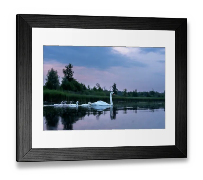 Framed Print : RF - Mute swan (Cygnus olor) and cygnets on water at dawn, Valkenhorst Nature Reserve, The Netherlands. June Framed Print : RF - Mute swan (Cygnus olor) and cygnets on water at dawn, Valkenhorst Nature Reserve, The Netherlands. June
