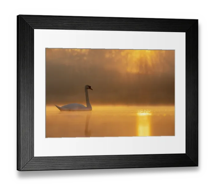 Framed Print : Mute swan (Cygnus olor) on water on a misty morning, Valkenhorst Nature Reserve, The Netherlands. February Framed Print : Mute swan (Cygnus olor) on water on a misty morning, Valkenhorst Nature Reserve, The Netherlands. February