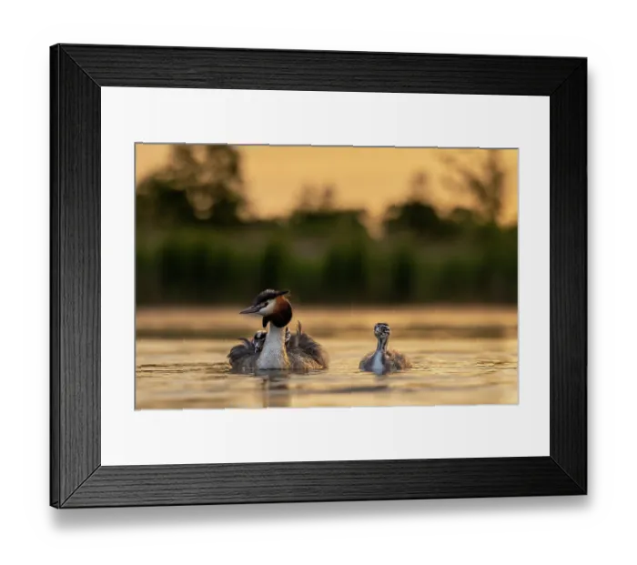 Framed Print : Great crested grebe (Podiceps cristatus) with chicks on water at sunrise, Valkenhorst Nature Reserve, The Netherlands. May Framed Print : Great crested grebe (Podiceps cristatus) with chicks on water at sunrise, Valkenhorst Nature Reserve, The Netherlands. May