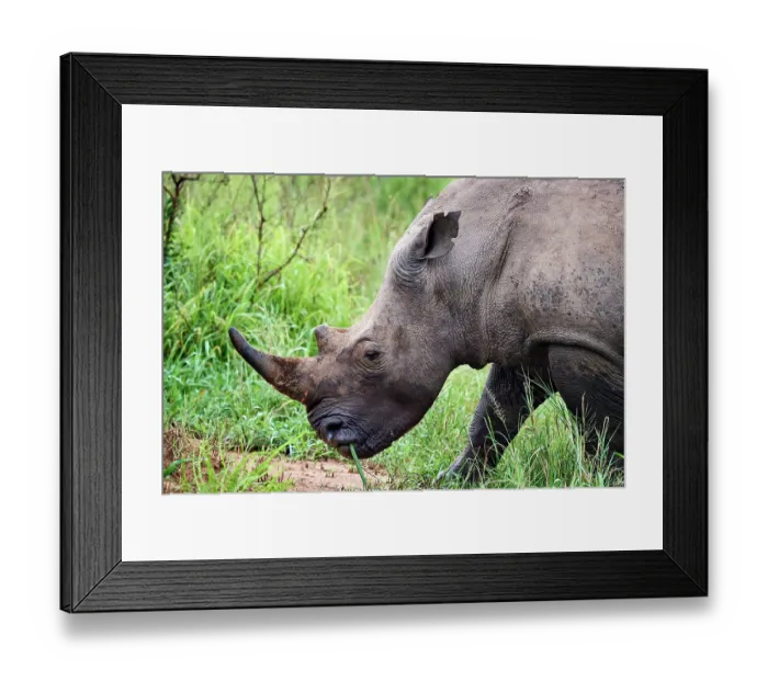 Framed Print : White rhinoceros (Ceratotherium simum) male, portrait, Akagera National Park, Rwanda