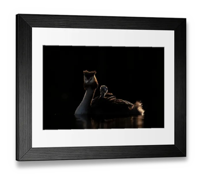 Framed Print : Great crested grebe (Podiceps cristatus) with chick on its back, backlit in evening light, Valkenhorst Nature Reserve, The Netherlands. May Framed Print : Great crested grebe (Podiceps cristatus) with chick on its back, backlit in evening light, Valkenhorst Nature Reserve, The Netherlands. May