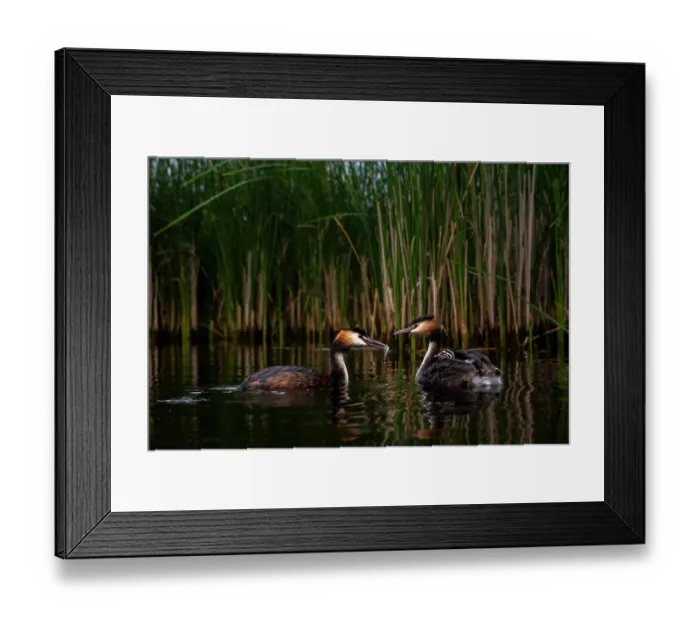 Framed Print : Great crested grebes (Podiceps cristatus) pair, feeding fish to chick, Valkenhorst Nature Reserve, The Netherlands. May Framed Print : Great crested grebes (Podiceps cristatus) pair, feeding fish to chick, Valkenhorst Nature Reserve, The Netherlands. May
