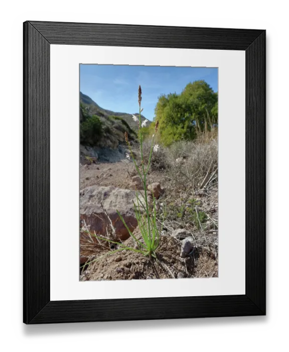 Framed Print : Narrow-leaved asphodel (Asphodelus tenuifolius) flowering beside a dried out riverbed, Cabo de Gata-Nijar Natural Park, Almeria, Spain. March