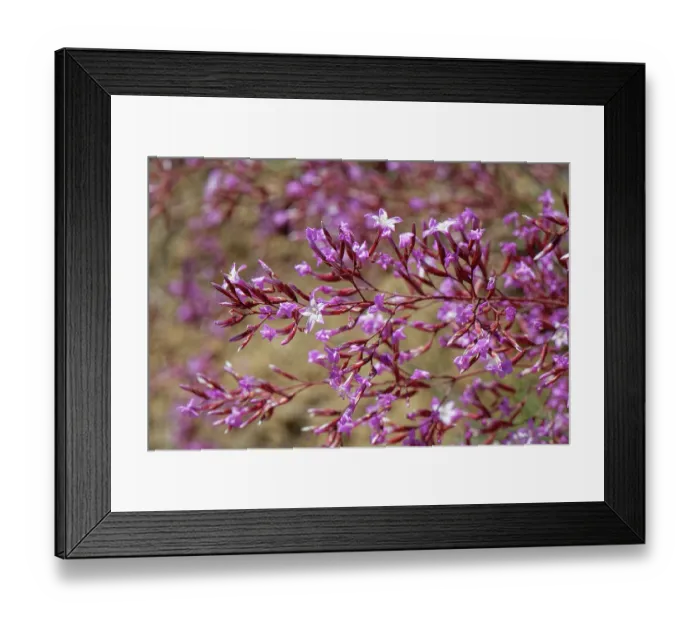 Framed Print : Pink immortelle (Limonium insigne) in flower, Cabo de Gata-Nijar Natural Park, Almeria, Spain. March Framed Print : Pink immortelle (Limonium insigne) in flower, Cabo de Gata-Nijar Natural Park, Almeria, Spain. March
