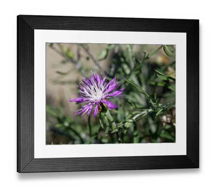 Framed Print : Rough star-thistle (Centaurea aspera) flowering, Cabo de Gata-Nijar Natural Park, Almeria, Spain. March Framed Print : Rough star-thistle (Centaurea aspera) flowering, Cabo de Gata-Nijar Natural Park, Almeria, Spain. March