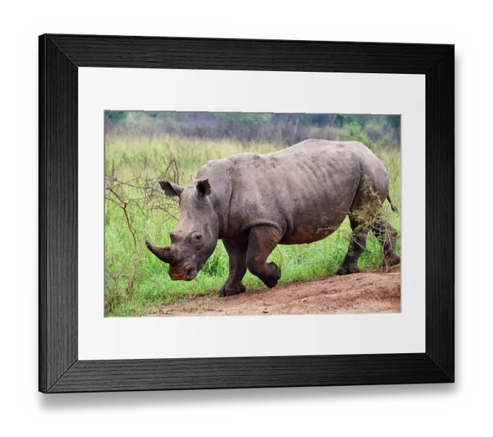Framed Print : White rhinoceros (Ceratotherium simum) male, walking, portrait, Akagera National Park, Rwanda Framed Print : White rhinoceros (Ceratotherium simum) male, walking, portrait, Akagera National Park, Rwanda