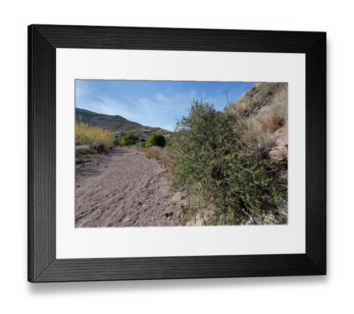 Framed Print : Silk vine (Periploca laevigata angustifolia) with ripening seed pods, beside a dried out riverbed, Cabo de Gata-Nijar Natural Park, Almeria, Spain. March Framed Print : Silk vine (Periploca laevigata angustifolia) with ripening seed pods, beside a dried out riverbed, Cabo de Gata-Nijar Natural Park, Almeria, Spain. March