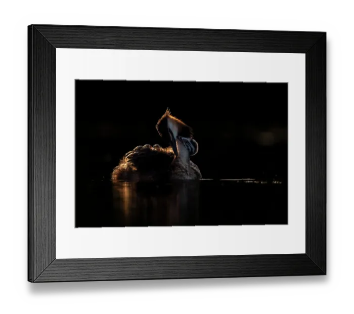 Framed Print : Great crested grebe (Podiceps cristatus) with chick on its back, backlit in evening light, Valkenhorst Nature Reserve, The Netherlands. May Framed Print : Great crested grebe (Podiceps cristatus) with chick on its back, backlit in evening light, Valkenhorst Nature Reserve, The Netherlands. May