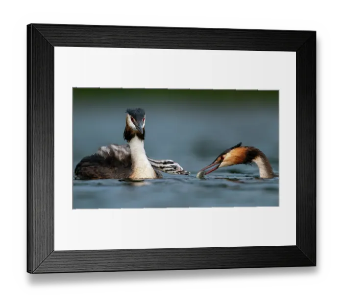 Framed Print : Great crested grebes (Podiceps cristatus) pair, feeding fish to chicks, Valkenhorst Nature Reserve, The Netherlands. May