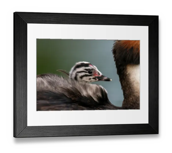 Framed Print : Great crested grebe (Podiceps cristatus) on water with chick on its back, Valkenhorst Nature Reserve, The Netherlands. May Framed Print : Great crested grebe (Podiceps cristatus) on water with chick on its back, Valkenhorst Nature Reserve, The Netherlands. May