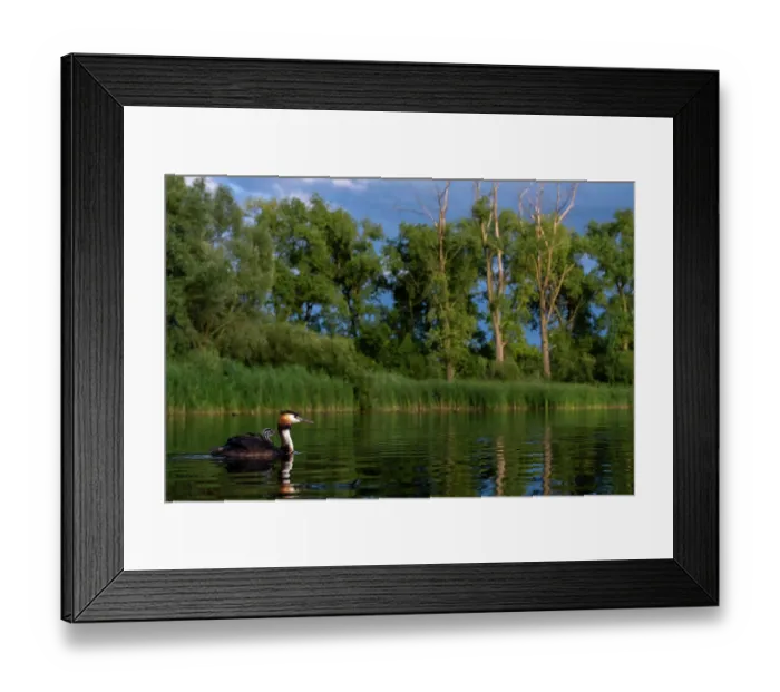 Framed Print : Great crested grebe (Podiceps cristatus) on water with chick on its back, Valkenhorst Nature Reserve, The Netherlands. May Framed Print : Great crested grebe (Podiceps cristatus) on water with chick on its back, Valkenhorst Nature Reserve, The Netherlands. May