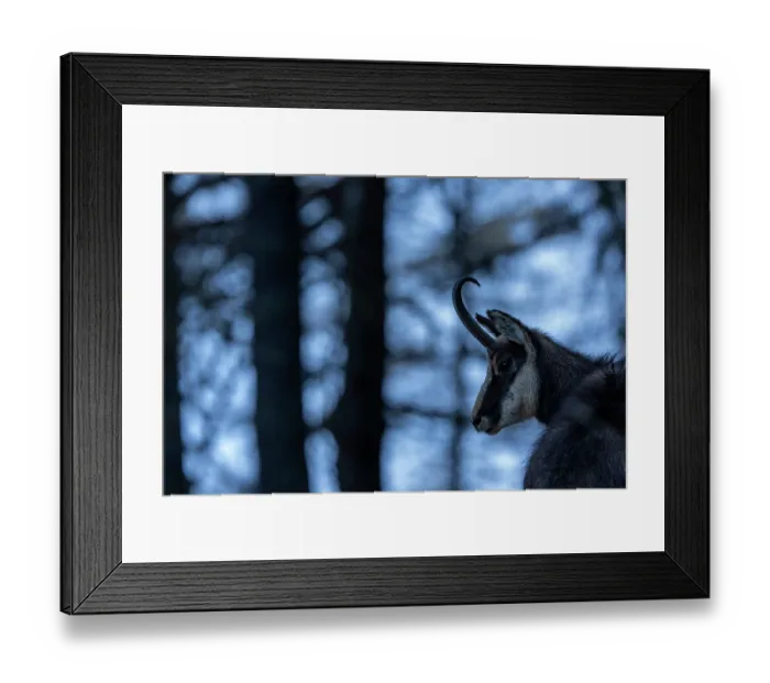Framed Print : RF - Alpine chamois (Rupicapra rupicapra) portrait, Gran Paradiso National Park, Aosta Valley, Alps, Italy. March Framed Print : RF - Alpine chamois (Rupicapra rupicapra) portrait, Gran Paradiso National Park, Aosta Valley, Alps, Italy. March
