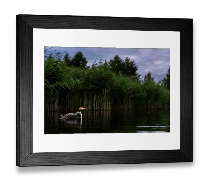 Framed Print : Great crested grebe (Podiceps cristatus) on water with chick on its back, Valkenhorst Nature Reserve, The Netherlands. May Framed Print : Great crested grebe (Podiceps cristatus) on water with chick on its back, Valkenhorst Nature Reserve, The Netherlands. May